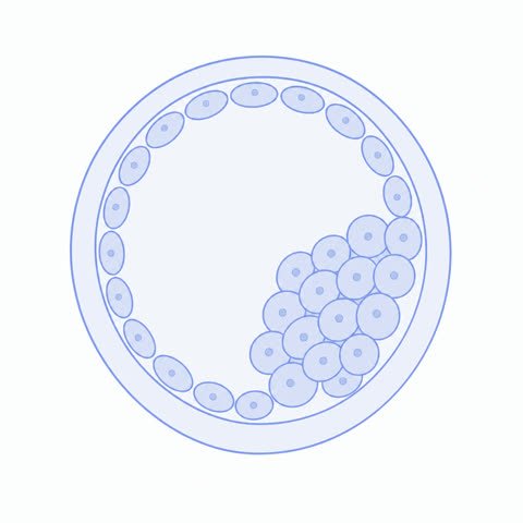 Blastocyst In Shell