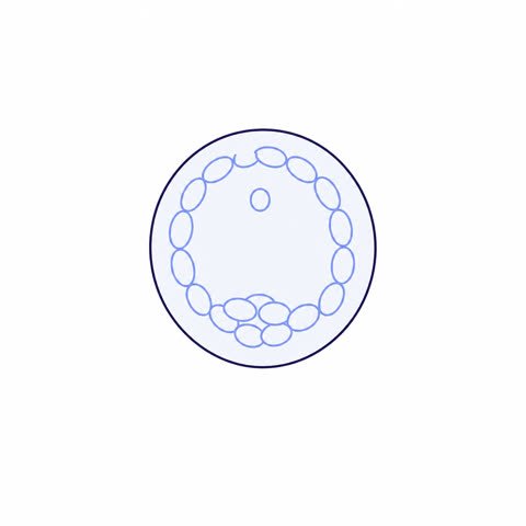 Blastocyst Outline