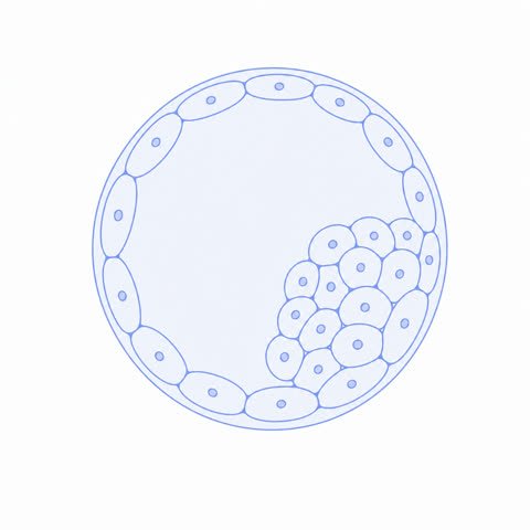 Blastocyst Periwinkle