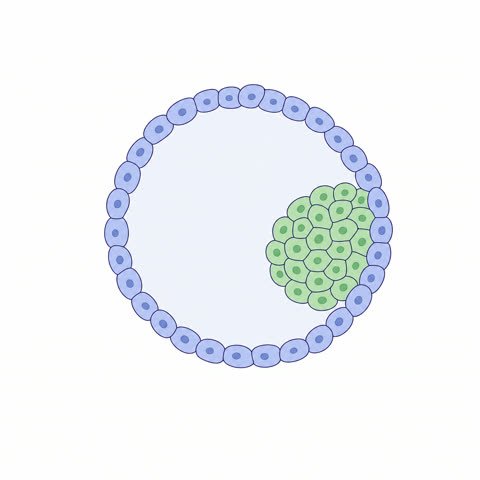 Blastocyst