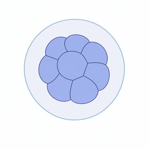 Morula