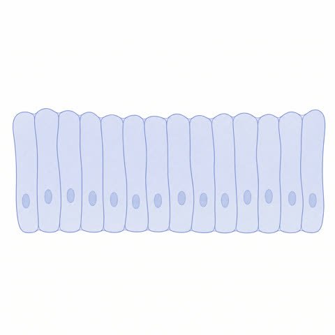 Uterine Lining Columnar