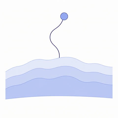 Uterine Lining Strata