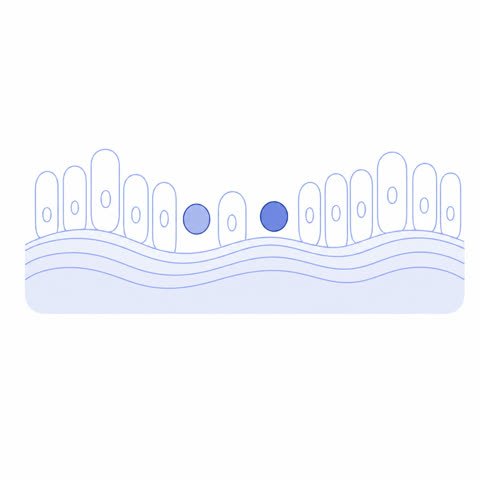Uterine Lining Villi Strata