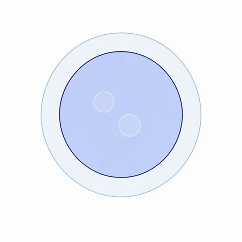 Zygote In Zona