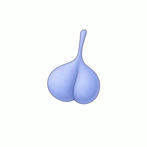 Pituitary Gland -- Quiet Breathing Pulse (Fixed 2026-07-22, no glow)
