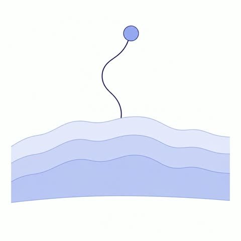 Uterine Lining Hormone Rise