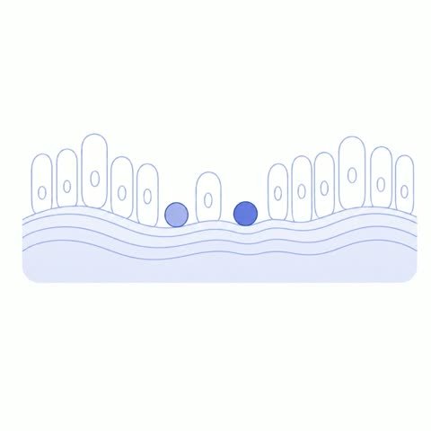 Uterine Lining Villi