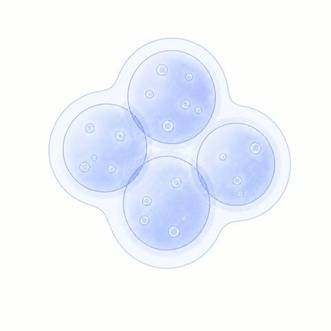 Mature Follicle Cluster -- Textured Eggs (FF to MF)