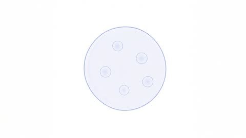 Single Follicle (variant 1)