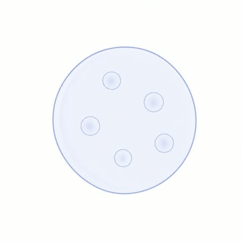 Single Follicle (variant 2)