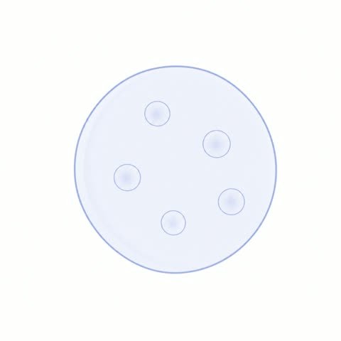 Single Follicle (variant 3)