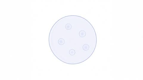Stage Follicle (variant 1)