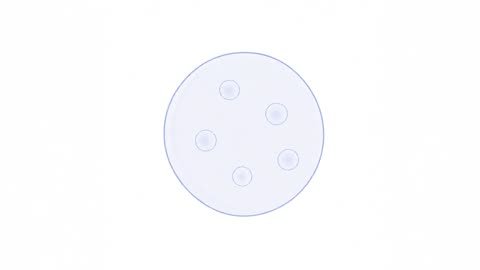 Stage Follicle (variant 2)