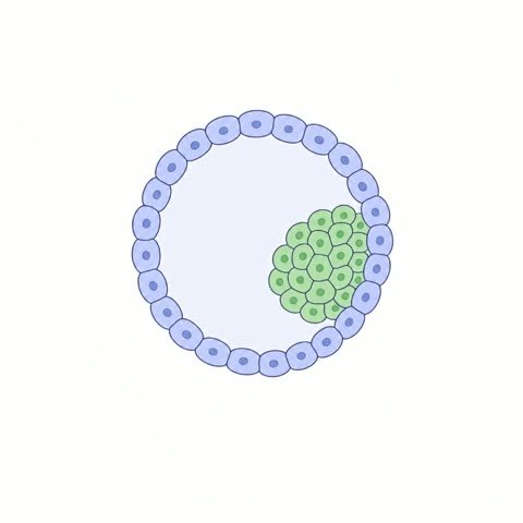 Blastocyst (variant 1)