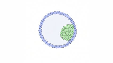 Blastocyst (variant 2)