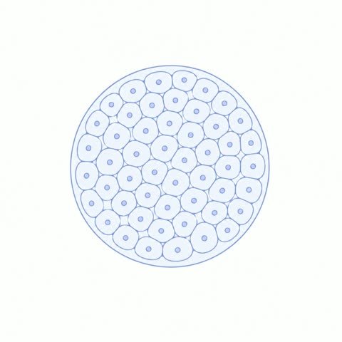 Blastocyst (variant 3)