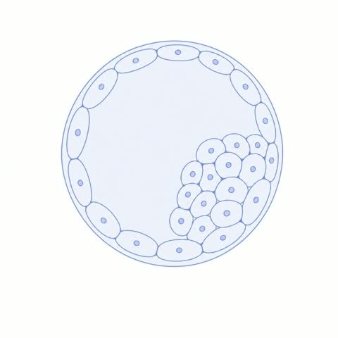 Blastocyst Frost Begins