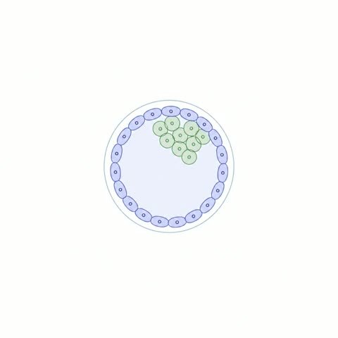 Blastocyst Gold Expansion