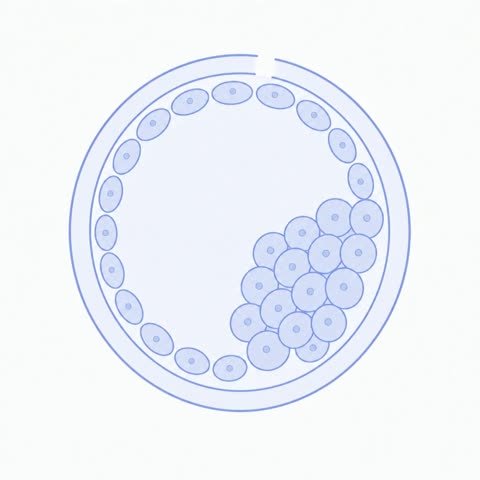 Blastocyst In Shell