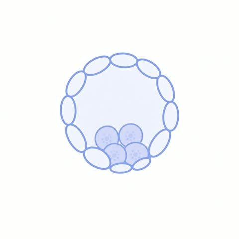 Blastocyst Mini