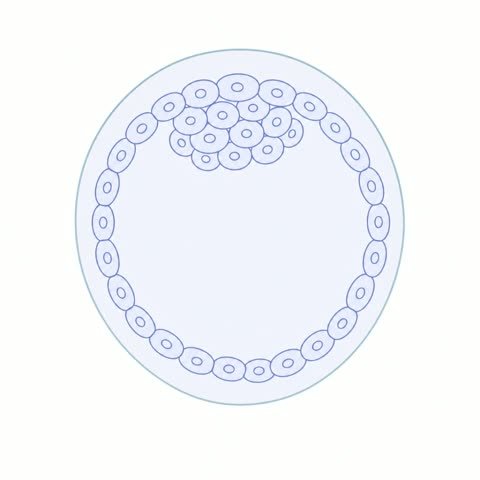 Blastocyst Prioritized