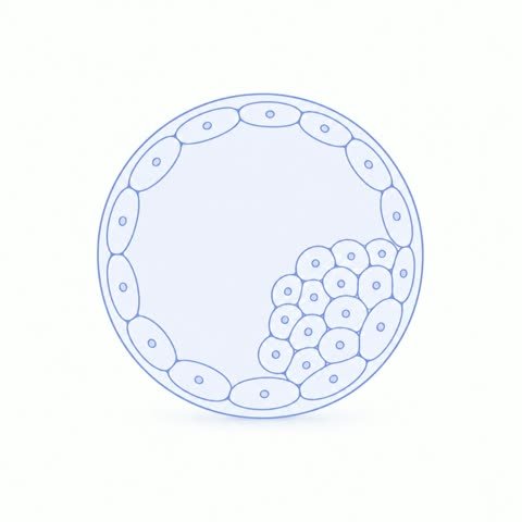 Blastocyst Rest