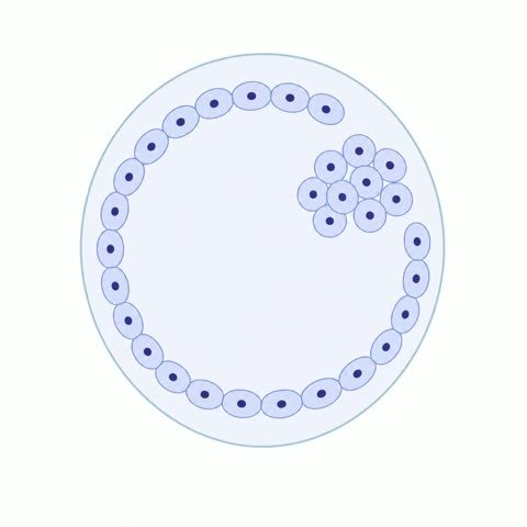 Blastocyst Schematic