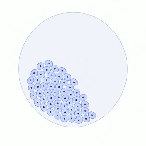 Blastocyst Two Populations
