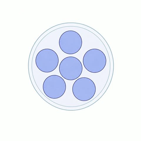 Eight Cell Fragmentation