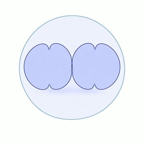 Four Cell