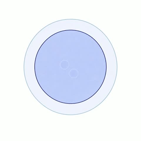 Zygote In Zona