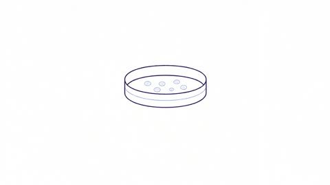 Petri Dish Eggs